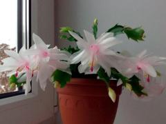 Зигокактус Шлюмбергера Melissa (Schlumbergera Melissa)