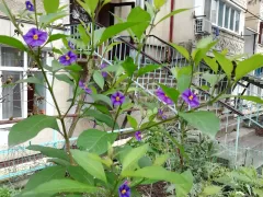 Убираем картофельные деревья на зимовку. 