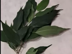 Не выбрасывайте веточки, оставшиеся после обрезки фикуса Бенджамина.