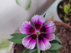 Зацвела гвоздика китайская из семян. Генная мутация или окрас первого цветения ? 