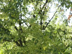 Полынь однолетняя