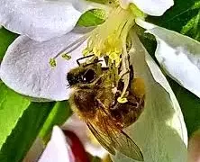 "Молекулярная дипломатия" в саду