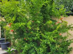 Гранат, или Гранатовое дерево (Punica granatum)