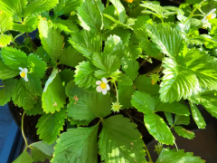 Земляника ананасная ремонтантная