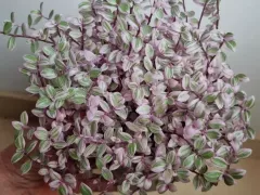 Кустик "мелкой традесканции" оказался каллизией Розовая Пантера