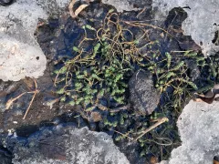 Очиток едкий - агрессор, но на моем участке он под контролем.