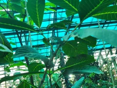 Санхеция благородная выросла ещё выше