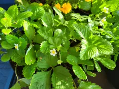 Жду урожая ананасной земляники