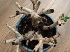 Кардинальная обрезка крассулы