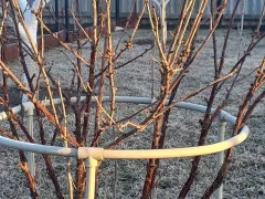 Как я обрабатываю смородину