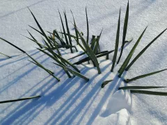 Проснётся ли юкка нитчатая после тридцатиградусных морозов?