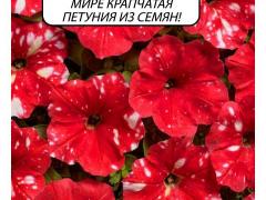 Петуния крапчатая