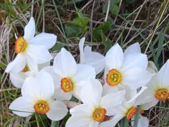 Лучшее время года для меня начинается с цветения нарциссов