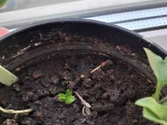 Клематис Мадам ле Культр пока разочаровывает.