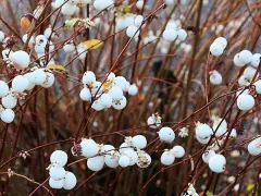 Снежноягодник — куст из детства