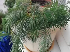 Пробую укоренить молочай кипарисовый. 