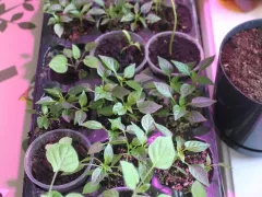 Рассада ждет потепления