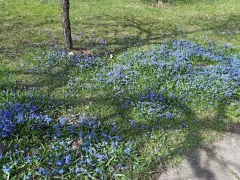 Весенние цветы в нашем саду