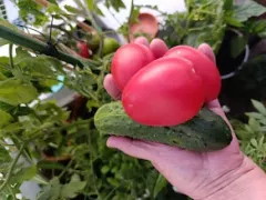 Первый урожай с балкона