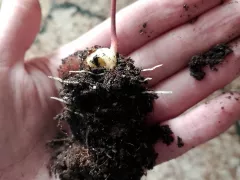 Продолжаю наблюдать за ростом личи