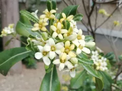 Смолосемянник в открытом грунте на ЮБК. 