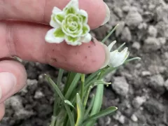 Первый махровый подснежник в моем саду