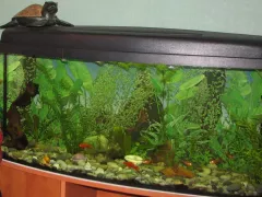 Не о рыбках, а о растениях