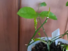 Просыпается мой Меер.