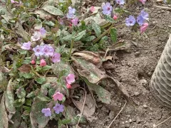 Медуница цветами закрывает пожухлые листья после зимы.