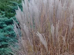 Злаки поздней осенью