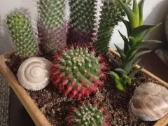 Пересаживаю крашенных кактусят в минисадик.