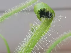 Хищные растения. Росянка капская Альба. 