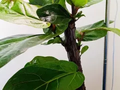 Лирата обрастает не по дням, а по часам