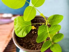 Мои загадочные экзоты