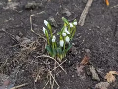 Посадил кустик подснежников