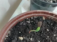 Завершаю посев сосен в этом сезоне. 