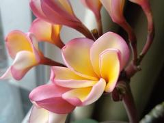 Плюмерия желто-розовая (Plumeria rubra)