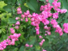 Антигонон тонковатый (лат. Antigonon leptopus)