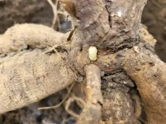 Посадила георгины