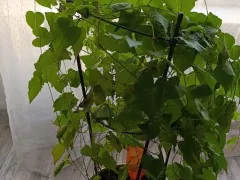 Антигонон растет как на дрожжах