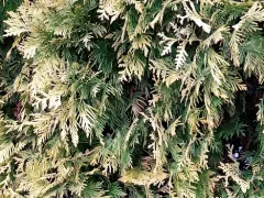 Почему туя желтеет зимой