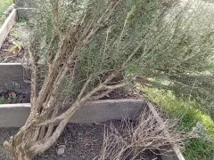 Обрезаем розмарин. Куст упал после зимы.