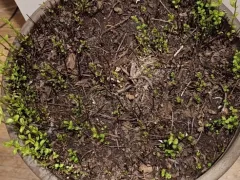 Мята - самое выносливое растение, которое я знаю