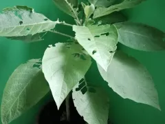 Пробуем новый вид зимовки бругмансии. 