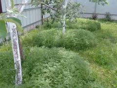 Фацелия почти готова к скашиванию