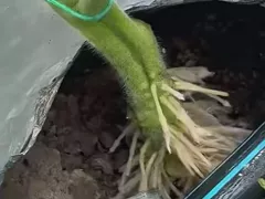 Кто любит заглубление, а кто нет