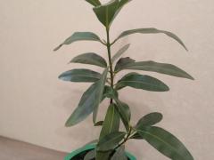 Таману, или александрийский лавр (Calophyllum inophyllum)