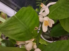 Продолжает цвести и радовать лимон Пандероза.