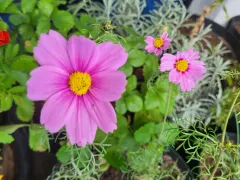 Космея, которая меня поддерживает