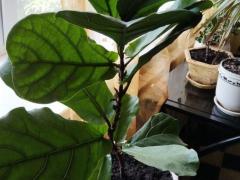 Фикус лировидный (лат. Ficus lyrata)
